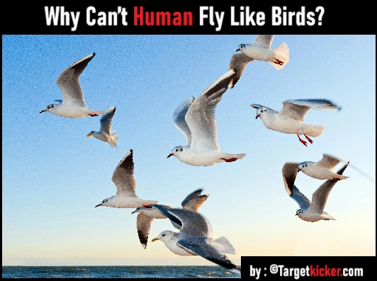 Why can't human fly like birds?